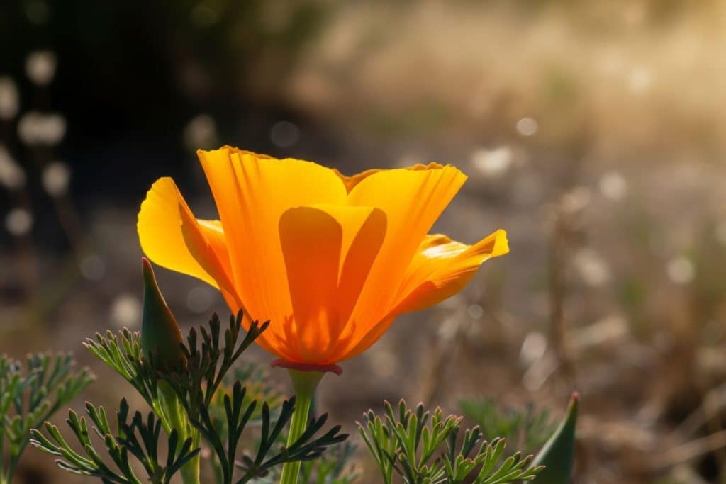 Eschscholzia pavot Californie orange jardin