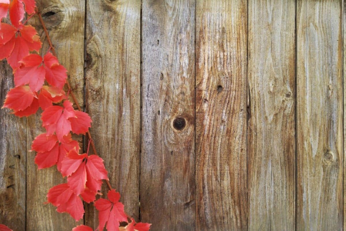 Clôture en bois