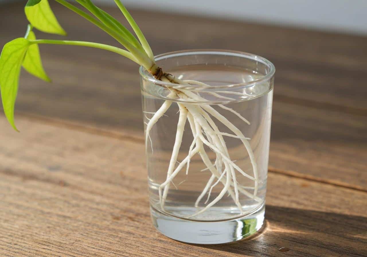 Racines blanches ramifiées de bouture dans un verre d'eau