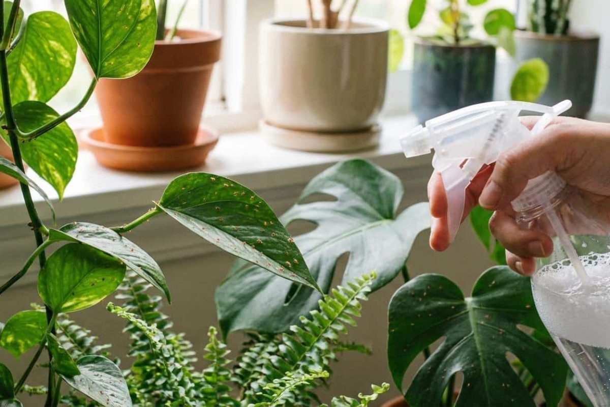 petite araignée rouge rebord fenêtre