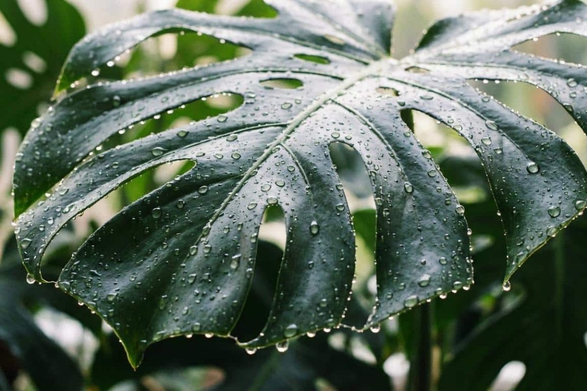 Pourquoi mon Monstera pleure des gouttes d'eau ?