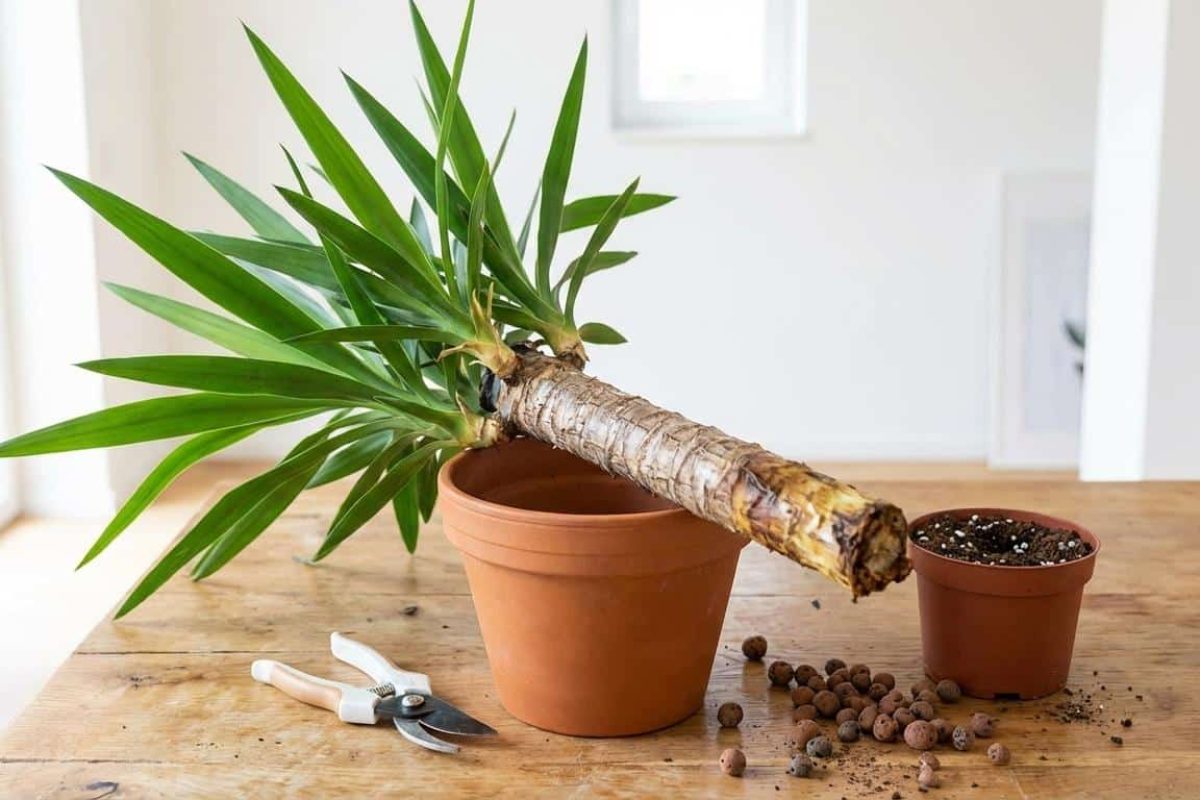 Mon Yucca a le tronc mou, est-il mort ?