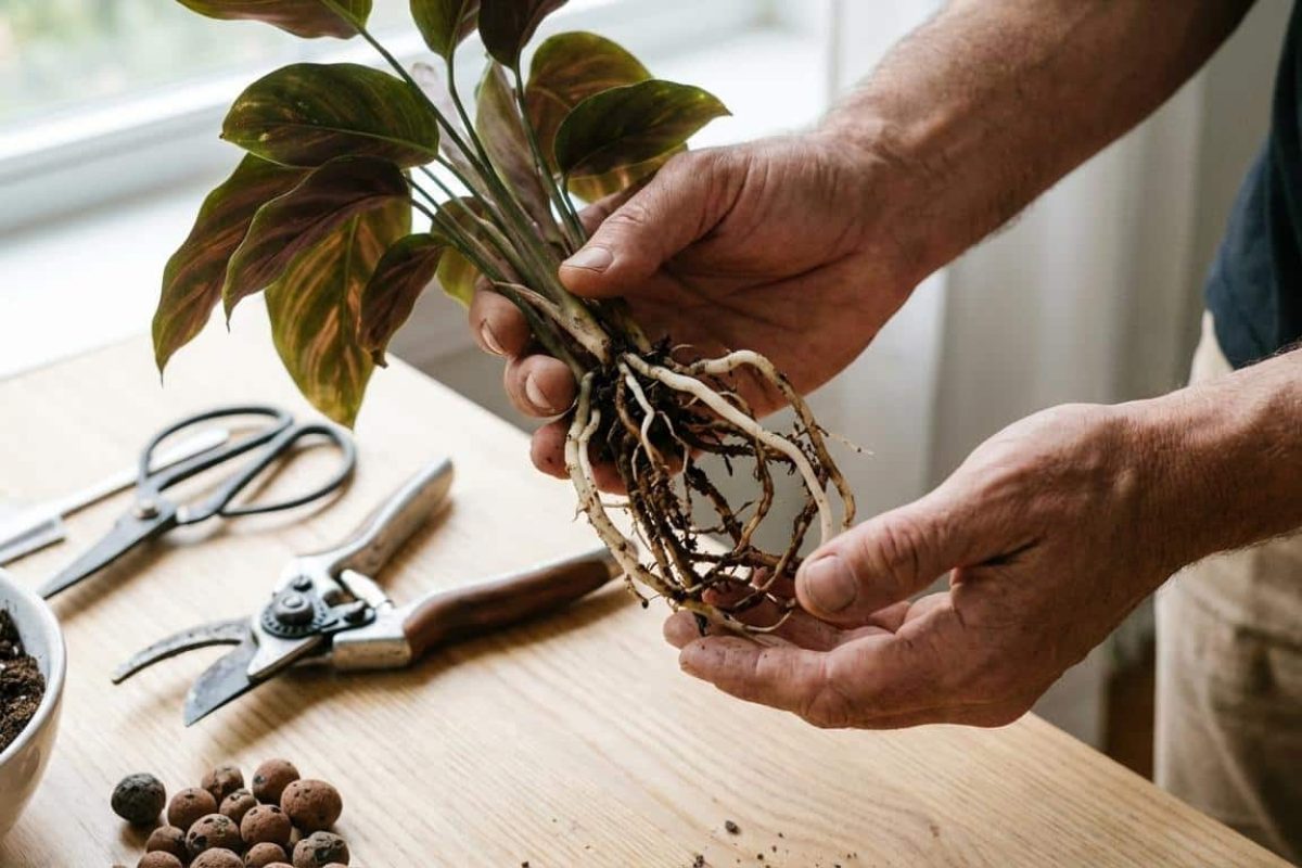 Pourquoi ma plante sent mauvais à la base ?