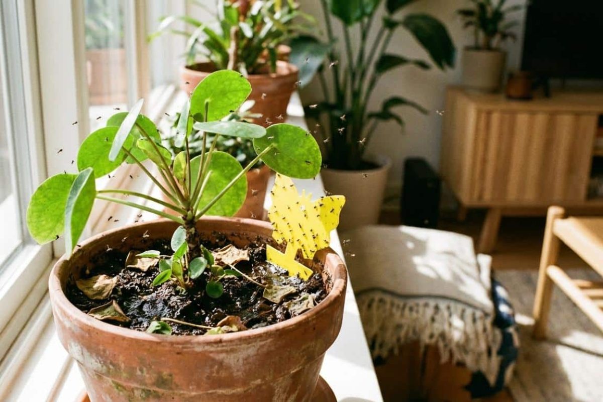 Pourquoi mes plantes attirent les moucherons ?