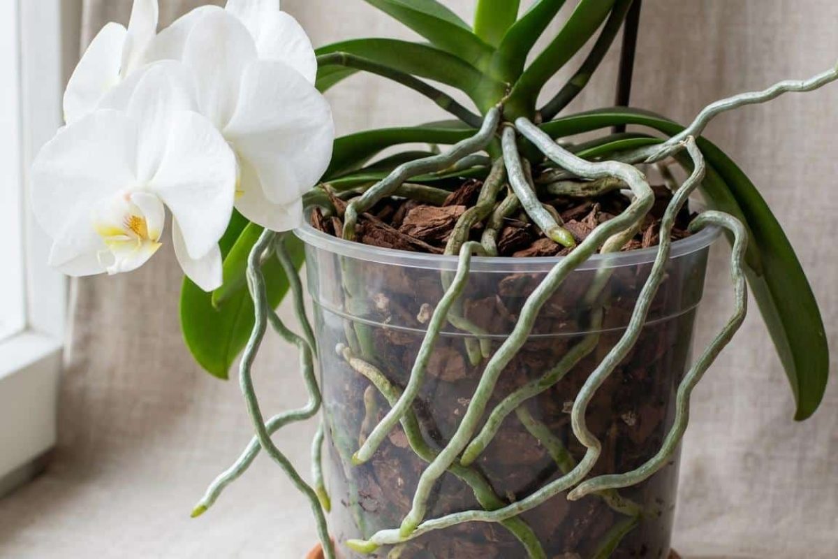 Pourquoi mon orchidée a des racines qui sortent du pot ?