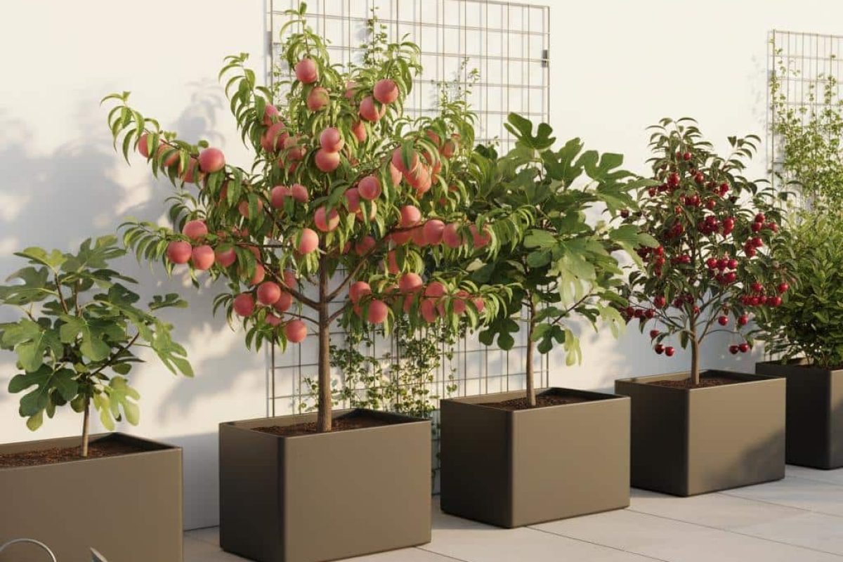 Quels arbres fruitiers pousser dans un petit jardin de ville ?