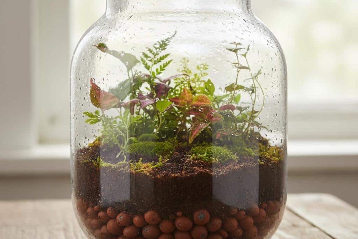 créer terrarium fermé débutant